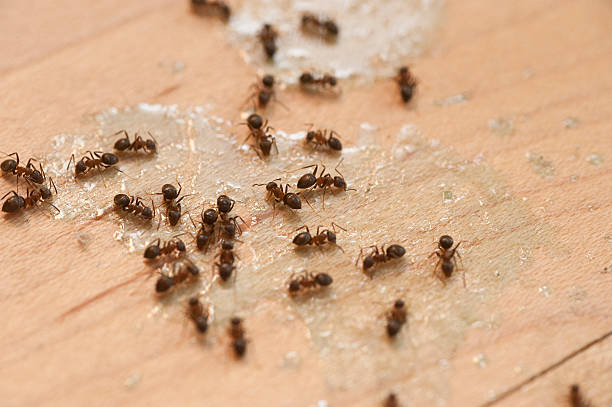 New Haven, IN Pest Control Company